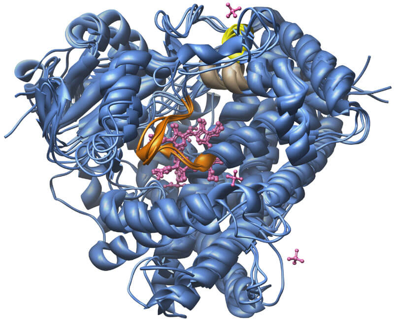 CYP3A4 ENZYME